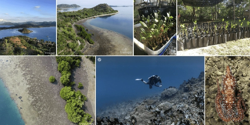 A collage with colourful images of people diving in the ocean and coastlines with trees along the edge.