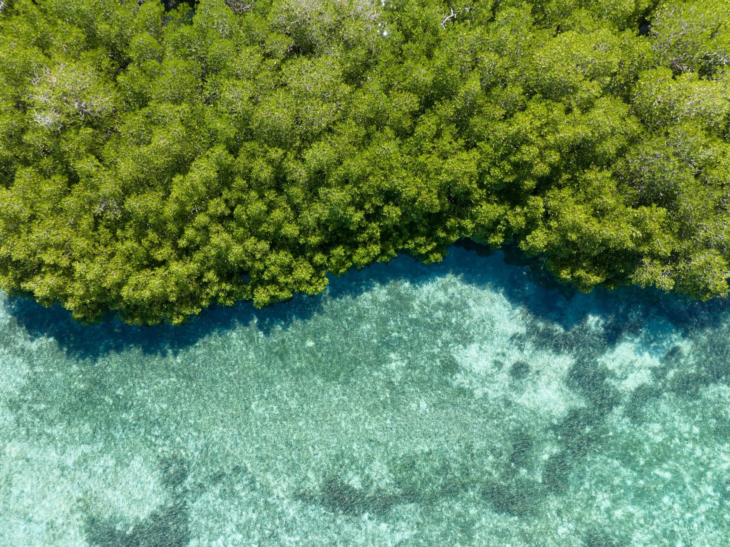 Tropical coastline with clear blue seas and trees meeting the ocean from a birds eye view.